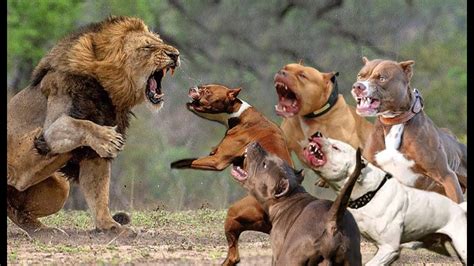 5 Pitbull Vs Lion Real Fight Trained Pitbull Dogs Against Lion Youtube