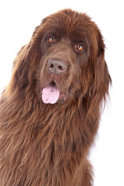 Brown Newfoundland Pup With His Ears Up Stock Image Image Of Fluffy