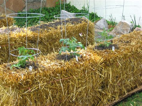 Growing The Seeds Of Love A Guide To Straw Bale Gardening
