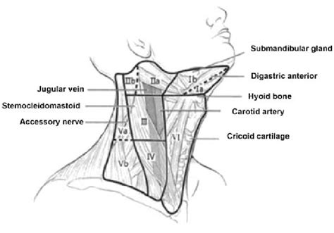 Cervical Lymph Node Partition Download Scientific Diagram