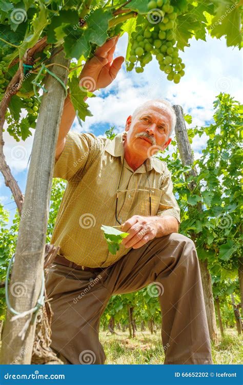 Viticulturist In Vineyard Looking At Grape Clusters Stock Photo Image