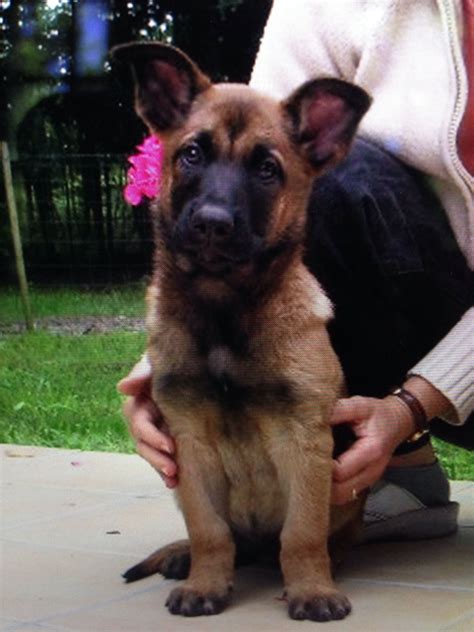 Rexcalibur von baron(the sire) is a black, tan and silver saddleback, and is aca registered. Belgian Malinois For Sale Near Me - Wayang Pets