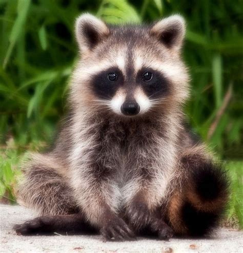 Dog Lick For Sale Cute Baby Animals Animals Beautiful Cute Raccoon