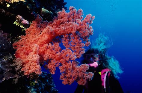 Coral Reefs Face Disaster From Climate Change If We Dont Curb