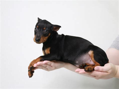 Miniature Pinscher Dog Male Chocolate Rust 2896883 My Next Puppy