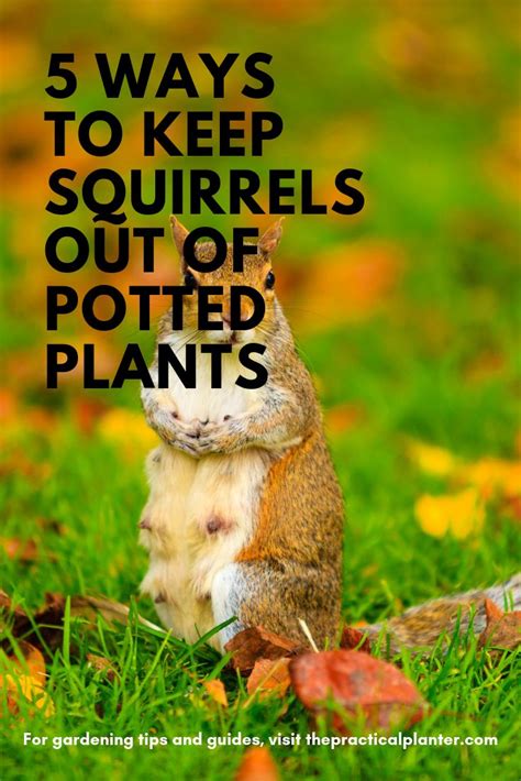How To Keep Squirrels Out Of Outdoor Flower Potsplanters Ellie Flower