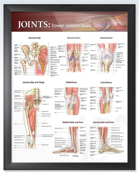 Joints Lower Extremities Exam Room Anatomy Posters Clinicalposters