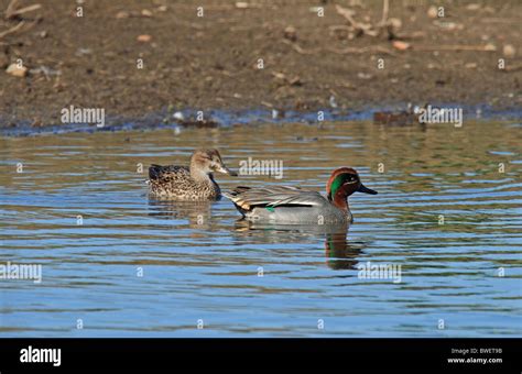 Common Teal Anas Crecca Male And Female Stock Photo Alamy