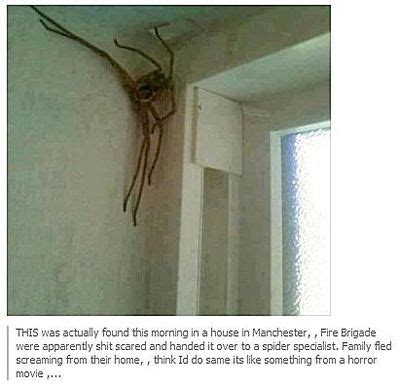 Anyway, it really looks creepy. Giant Skeletons Found? Are Nephilim Bones Real?