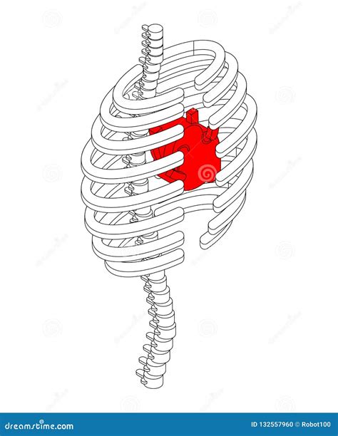 Rib Cage Ribs Spine And Hip Bone Skeleton Anatomy Human Skeletal System Cross Section Vector