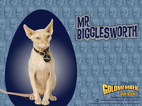 Mr Bigglesworth Goldmember Wierd Hairless Funny Cat Hd Wallpaper