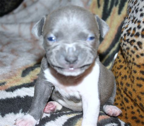 Maggie nursing her 10 newborn puppies. Baby Pitbulls For Sale Wallpaper Pitbull Puppy Food ...