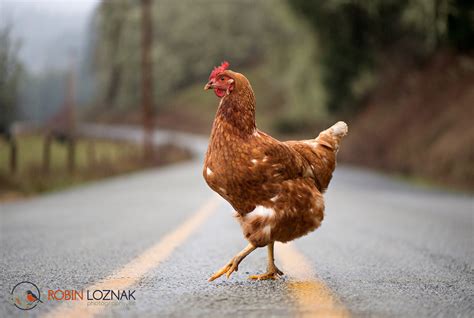 Robin Loznak Photography Chicken Crossing The Road