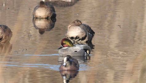 Fun Falcated Duck Facts For Kids Kidadl