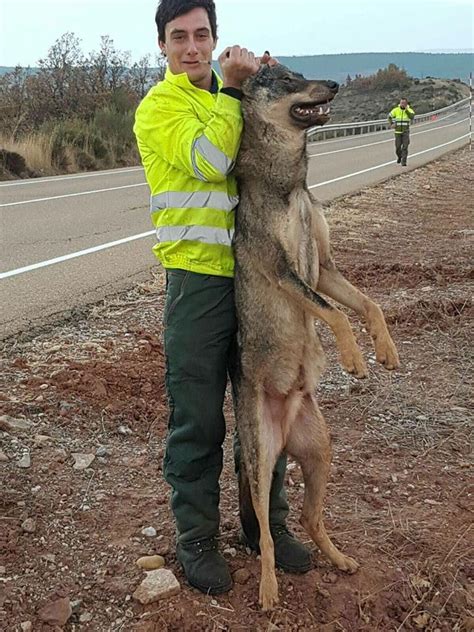 Polémica por fotografiarse con un lobo tras atropellarlo Noticias de Nacional en Heraldo es