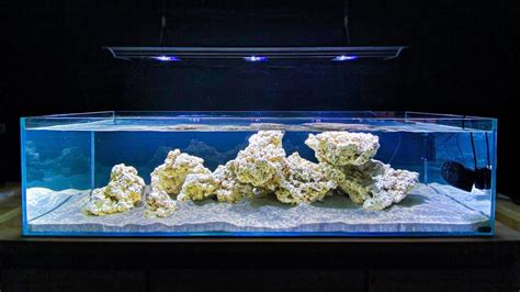 Setting Up A Shallow Coral Reef Tank Youtube