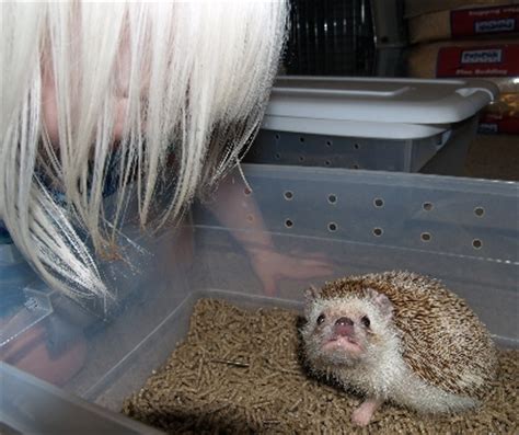 Petsmart is a great pet store. how much are hedgehogs at petsmart