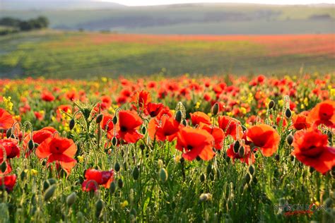 beautiful poppy field the poppy is an angiosperm or flower… flickr