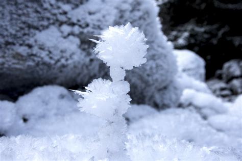 Free Images Branch Snow Cold White Flower Frost Weather Frozen