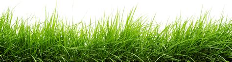 5 Inspired For Grass Background Images Png