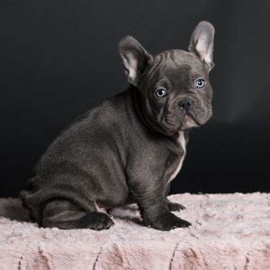 Allergens can also come from. French Bulldog Tail: Is It Cropped or Natural Born ...