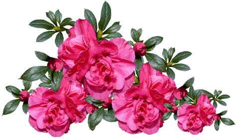 Azaleas Flowers Plant Free Photo On Pixabay Pixabay