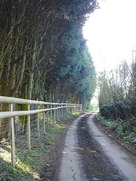 Tall Cypress Hedge On Pested Road Penny Mayes Cc By Sa Geograph Britain And Ireland
