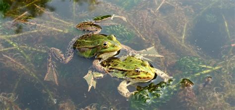 Erdkröten ernähren sich von nacktschnecken, ameisen, stechmücken und asseln und sind daher nützliche helfer im garten. Brauner Frosch Im Garten - Wie Braun Darf Ein Teichfrosch ...