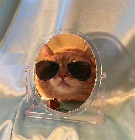 Aesthetic Cat With Sunglasses By Kshend Redbubble Cat Aesthetic