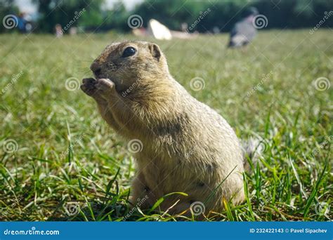 Funny Gopher In The Park Stock Image Image Of Gopher 232422143