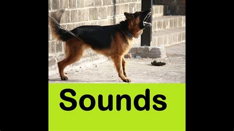 Dog Barking Sound Effects All Sounds Youtube