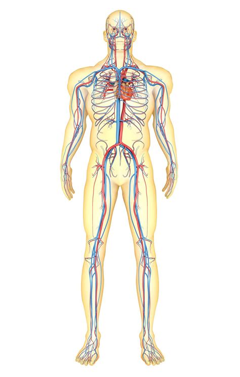 Introducing anatomy of the human body for artists. STK700099H by Ryan Rossotto / 500px | Anatomy art, Body ...