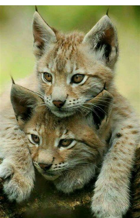 Pin By Madel Garcia On Im Too Cute For You Lynx Kitten Cute Animals