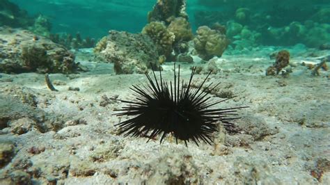 Sea Urchins The Biology And Life Story Of This Mysterious Ocean Floor