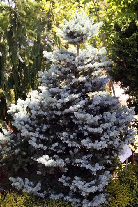 Dwarf Blue Spruce Tree