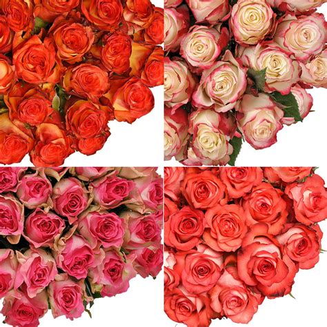 Fresh Cut Assorted Bicolor Roses 20 Pack Of 100 By Inbloom Group