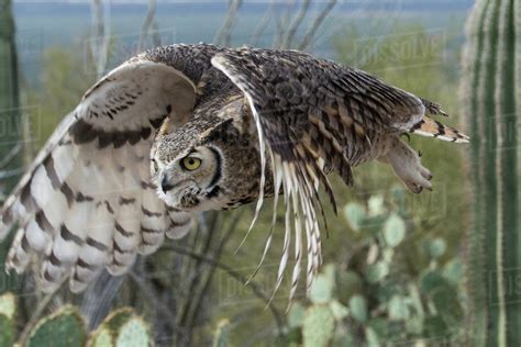 Great Horned Owl Bubo Virginianus Sonoran Desert Arizona United