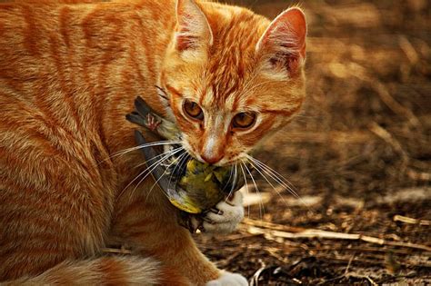 How To Stop My Cat Bringing Home Dead Birds