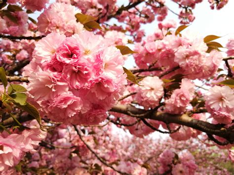 Fotos Gratis Cereza Rosado Primavera China Pétalo Rama Planta Floreciendo árbol Flor