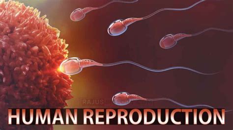 Ppt Human Reproduction Class 12 Notes Rajus Biology