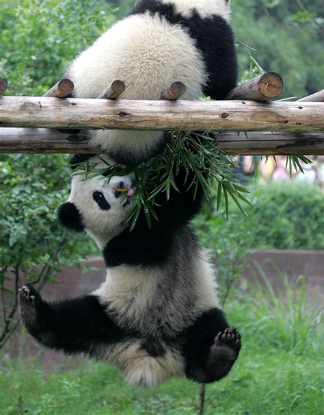 Saving Pandas Panda Conservation