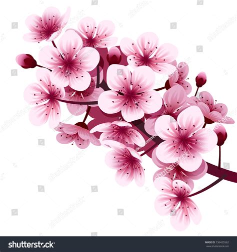 Vector Cherry Blossom Flower Stock Vector Royalty Free 736425562