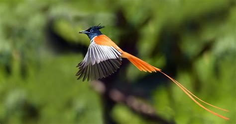 Bird Of Paradise Asian The Asian Paradise Flycatcher Te Flickr