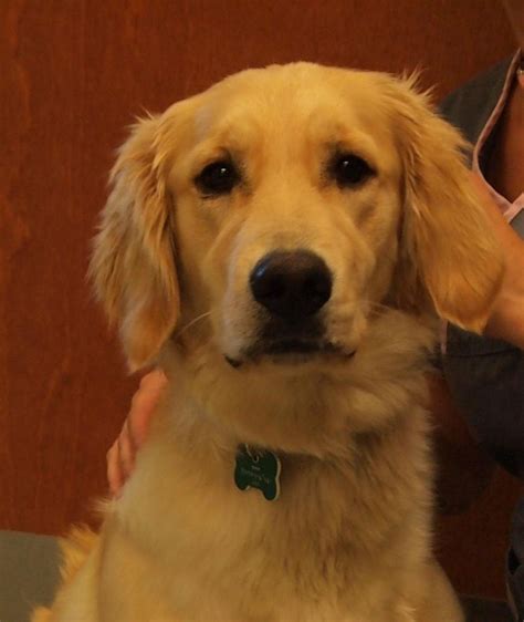 Meet Daphne A Petfinder Adoptable Golden Retriever Dog Saint Louis Mo