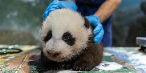 Panda Alert The National Zoos Giant Panda Cub Is Teething And
