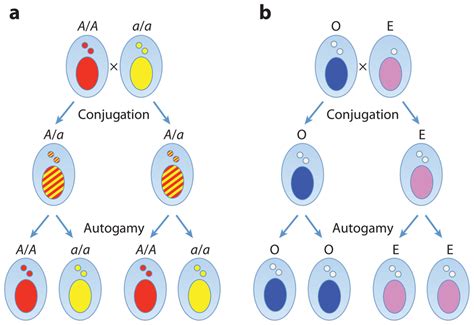 Mendelian And Non Mendelian Inheritance In Paramecium A Mendelian