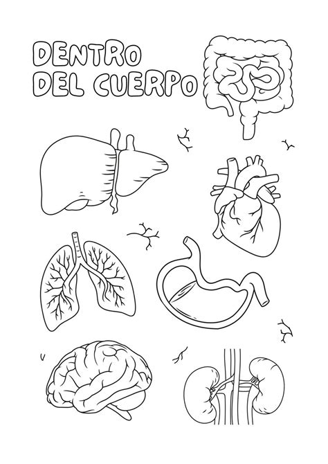 Compartir 71 Imagen Dibujos De Los Organos Del Cuerpo Humano Para