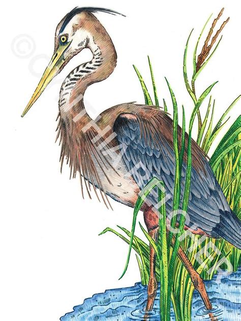 1008x768 kids drawing pictures for coloring coloring page. Items similar to Great Blue Heron Picture, Color pencil ...