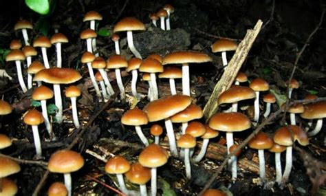 Magic mushrooms may be an effective treatment for depression