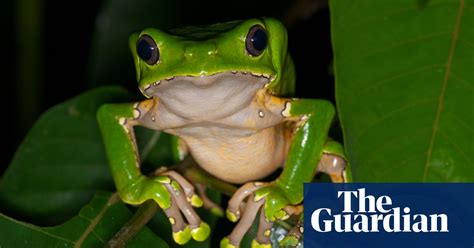 Kambo The Controversial Drug Derived From Stressed Out Frogs Animals